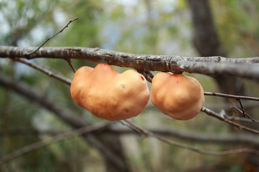 Cyttaria berteroi