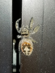 Phidippus californicus