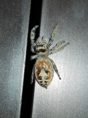 Phidippus californicus