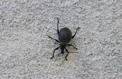 Otiorhynchus armadillo