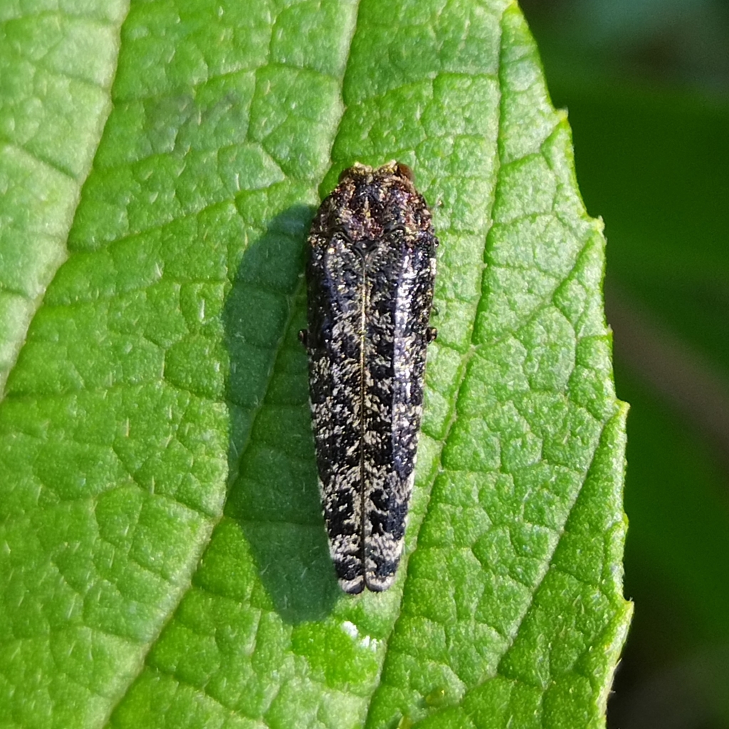 Dismorpha diffusa