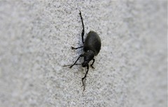 Otiorhynchus armadillo