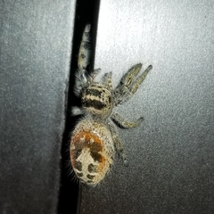 Phidippus californicus