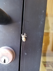 Phidippus californicus