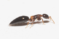 Sclerodermus