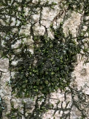 Frullania inflata