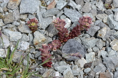 Sedum atratum