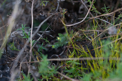 Gnidia humilis