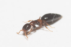 Sclerodermus