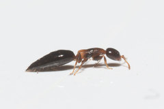 Sclerodermus