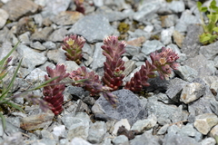 Sedum atratum