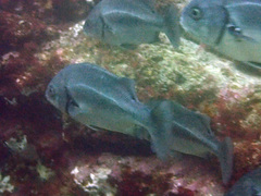 Anisotremus scapularis