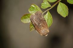 Conistra staudingeri