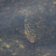 Sphoeroides greeleyi