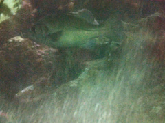 Hemilutjanus macrophthalmos