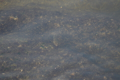 Sphoeroides greeleyi