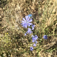 Cichorium intybus