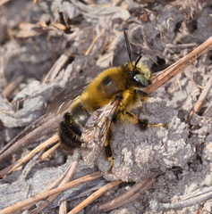 Anthophora retusa