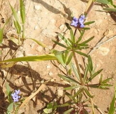 Asperula arvensis
