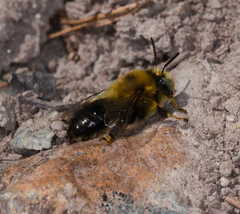 Anthophora retusa