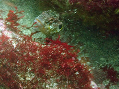 Gobioclinus dendriticus