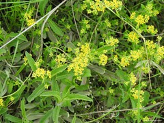 Alyssum serpyllifolium