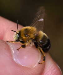 Anthophora retusa