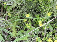 Alyssum serpyllifolium
