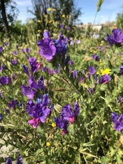 Echium plantagineum