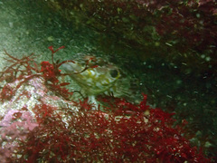 Gobioclinus dendriticus