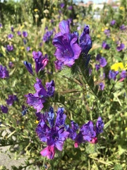 Echium plantagineum