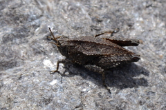 Tetrix bipunctata