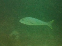 Caulolatilus princeps