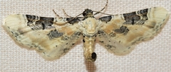 Eupithecia gratiosata