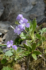 Primula hirsuta