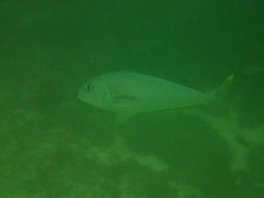 Caulolatilus princeps