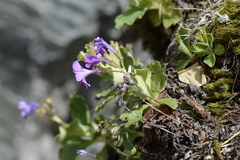 Primula hirsuta