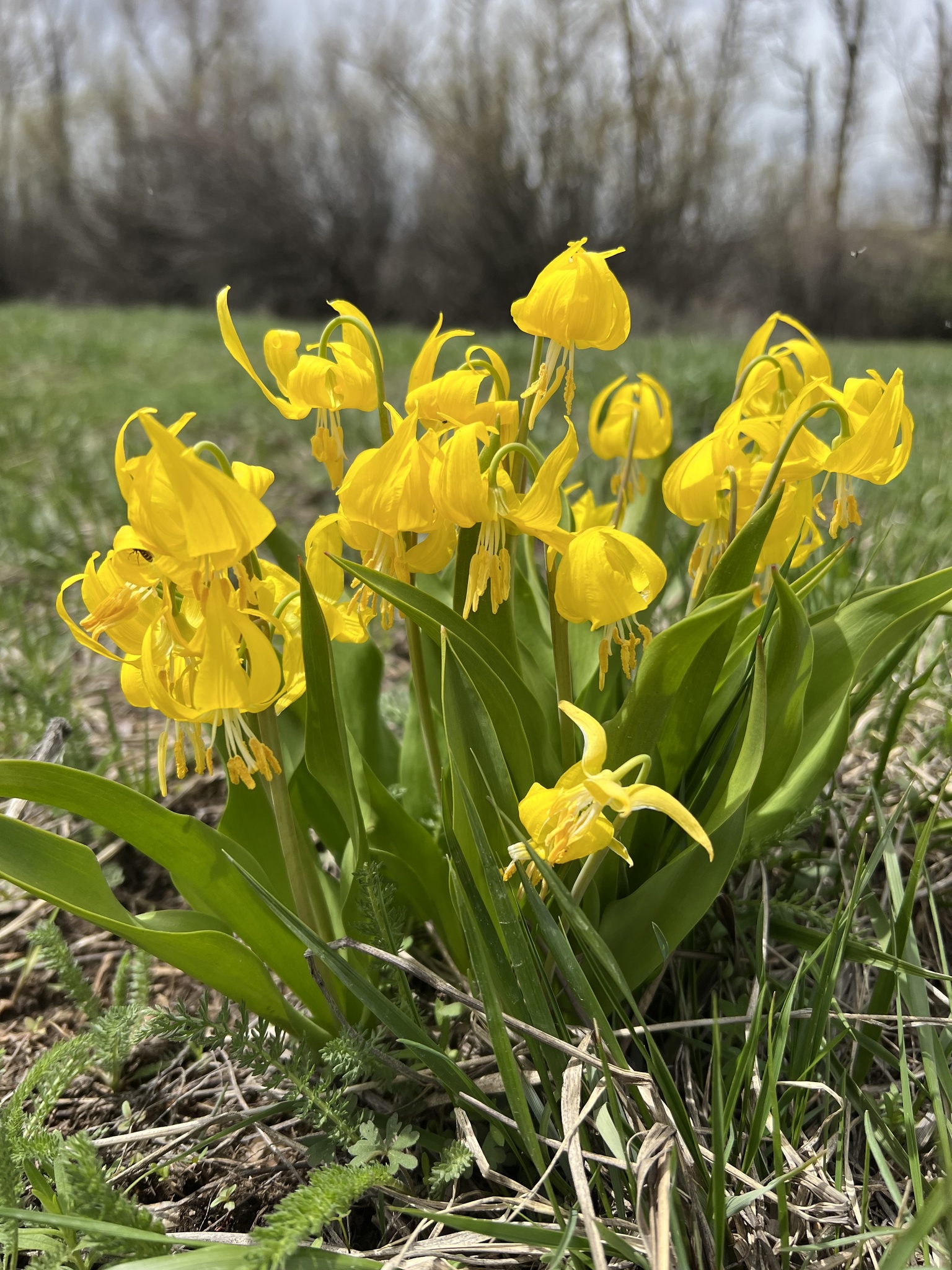 Erythronium grandiflorum