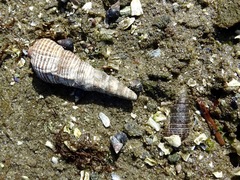 Batillaria attramentaria