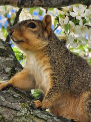 Sciurus niger