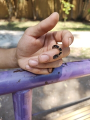 Leptodeira splendida splendida