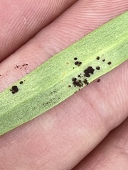 Puccinia mariae-wilsoniae