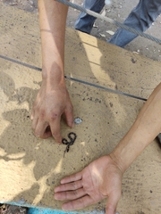 Leptodeira splendida splendida