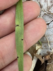 Puccinia mariae-wilsoniae