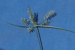 Cyperus thyrsiflorus