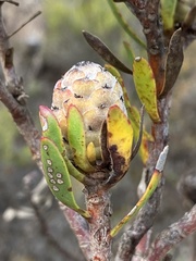 Leucadendron stelligerum