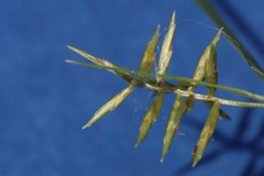 Cyperus thyrsiflorus