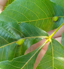 Phylloxera notabilis