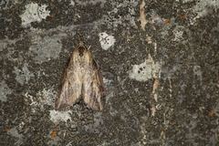 Chesias isabella