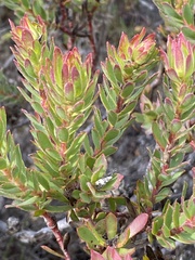 Leucadendron stelligerum